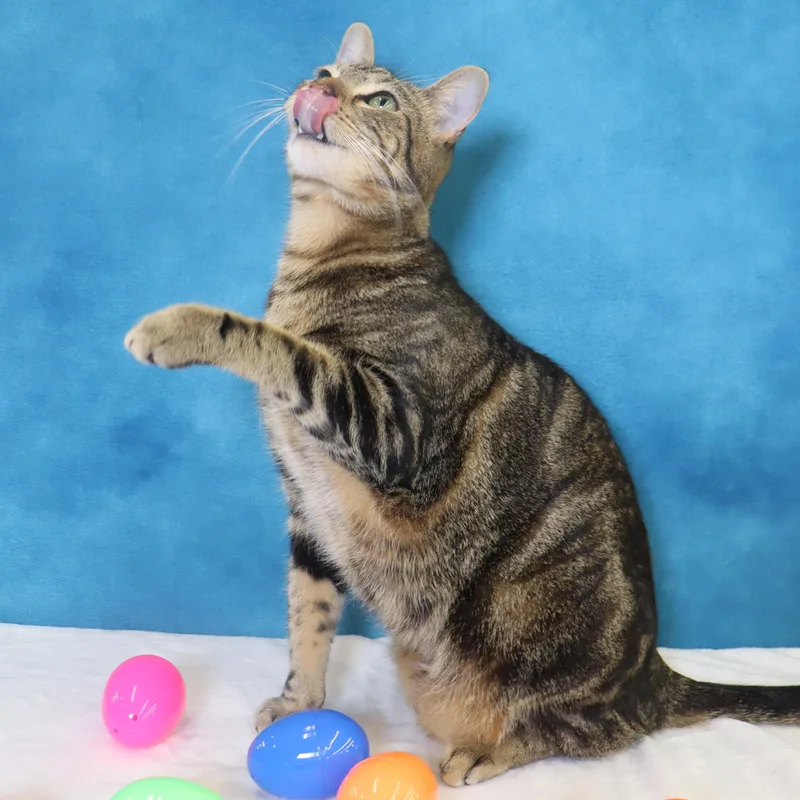 Donovan  Handsome Love