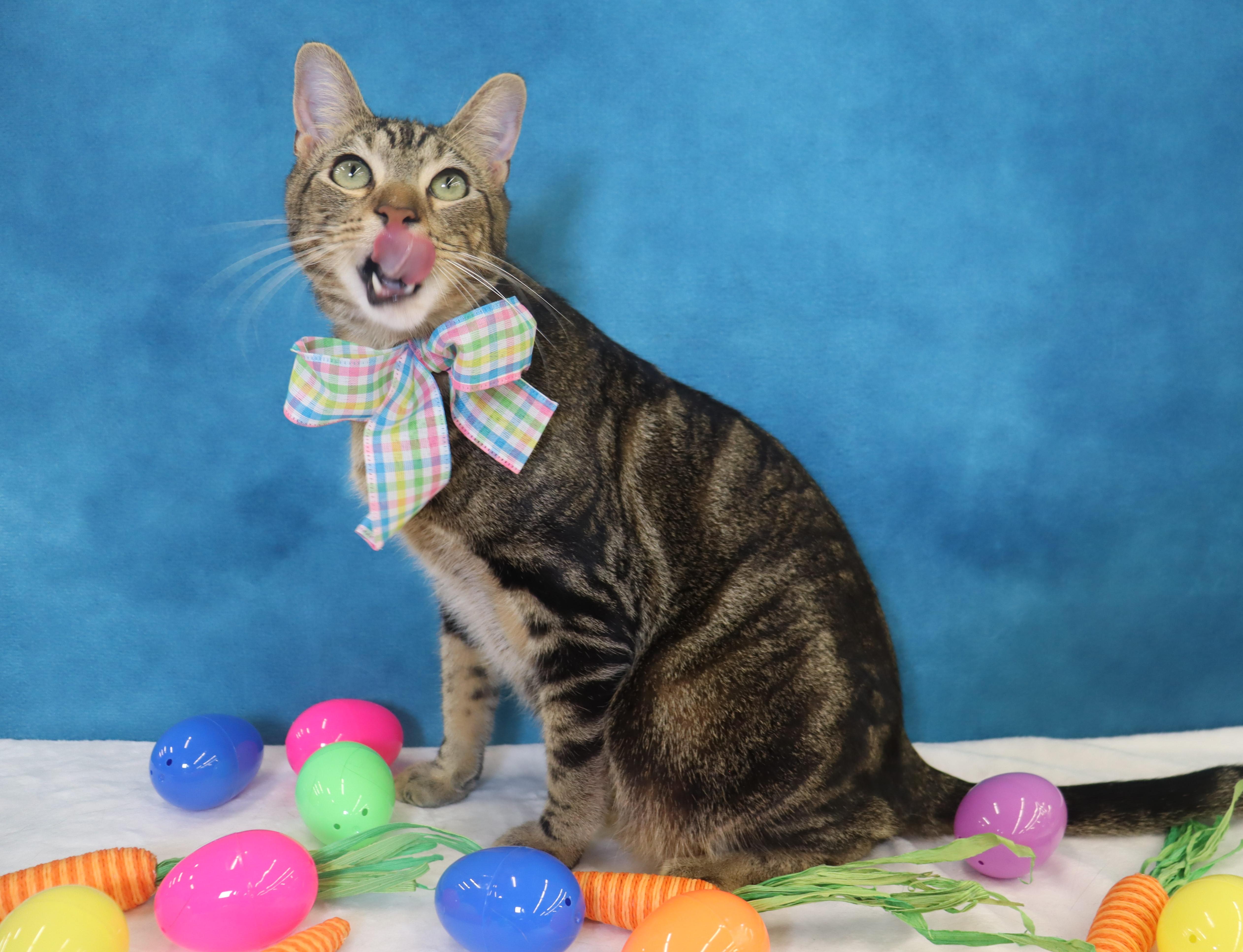 Donovan  Handsome Love thumbnail 6