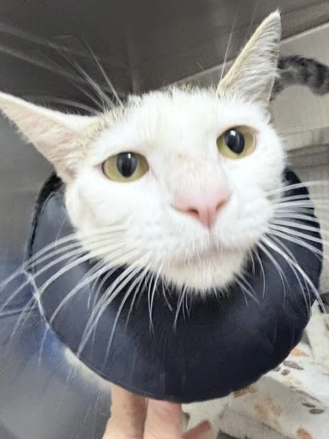 An adult medium-sized female Domestic Short Hair cat named Zoi for adoption in Oakdale, CA