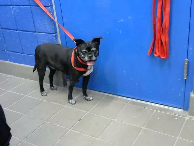 A senior medium-sized female Pug dog named Ollie for adoption in Albuquerque, NM