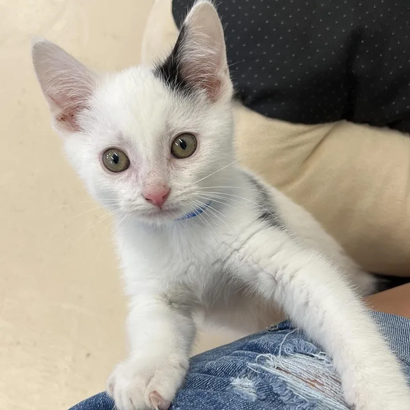 A baby small-sized male Black Domestic Short Hair cat named Taragon for adoption in Delaware, OH