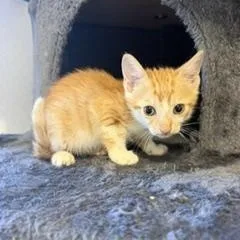 A young small-sized male Domestic Short Hair cat named Chai for adoption in Miami, FL