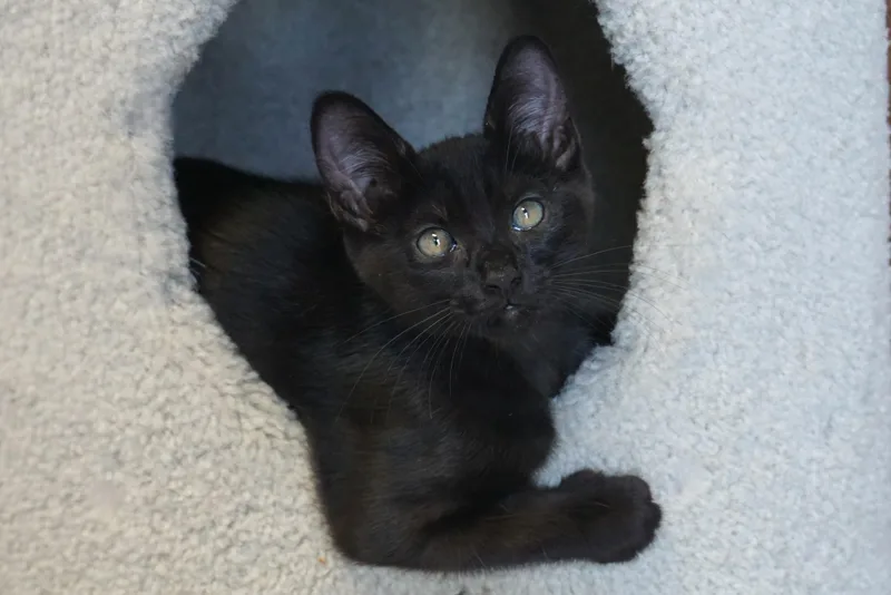 A baby small-sized male Domestic Short Hair cat named Moo for adoption in Fountain Hills, AZ