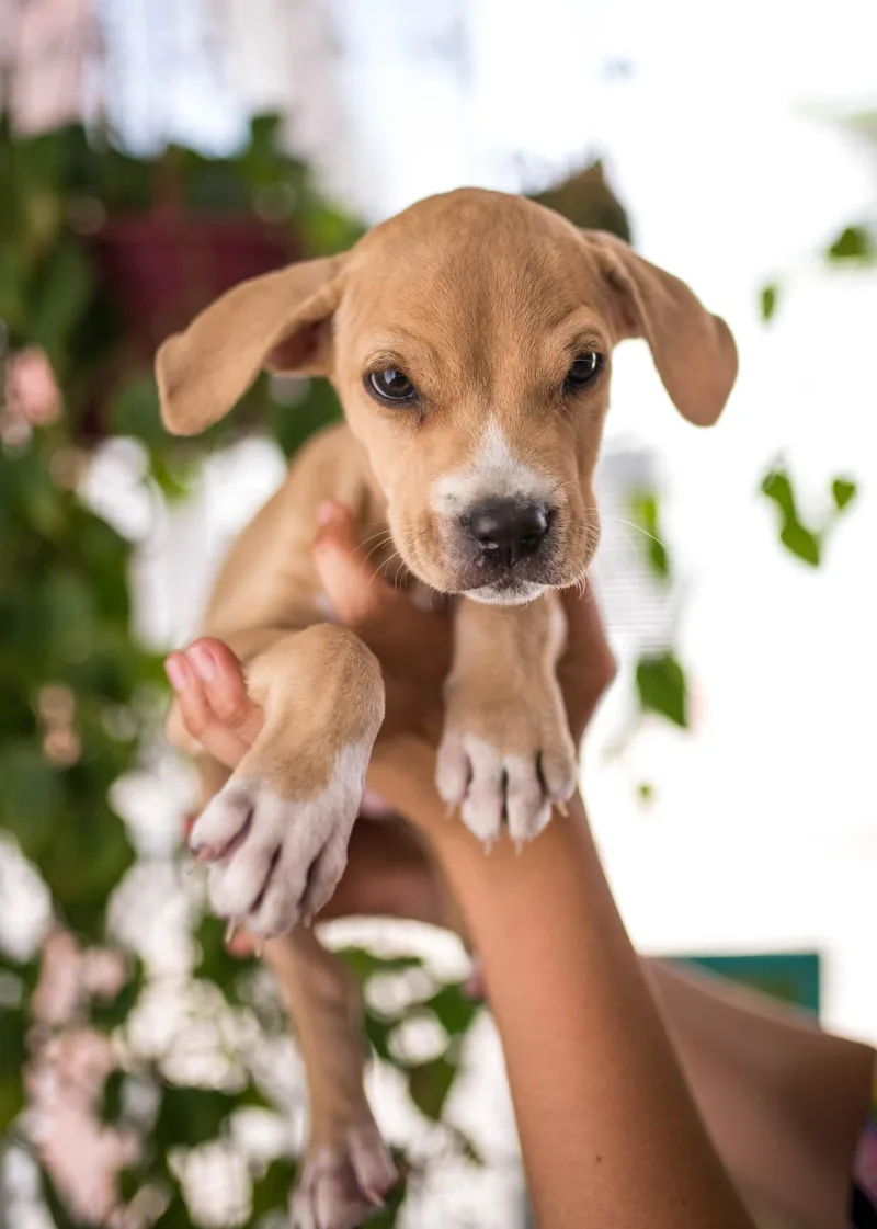 A baby medium-sized male Apricot / Beige Mixed Breed dog named Leonard for adoption in Sunrise, FL