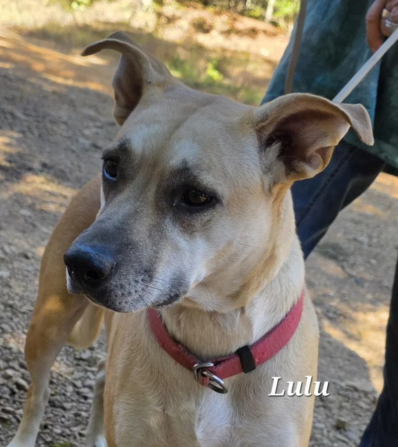 Lulu