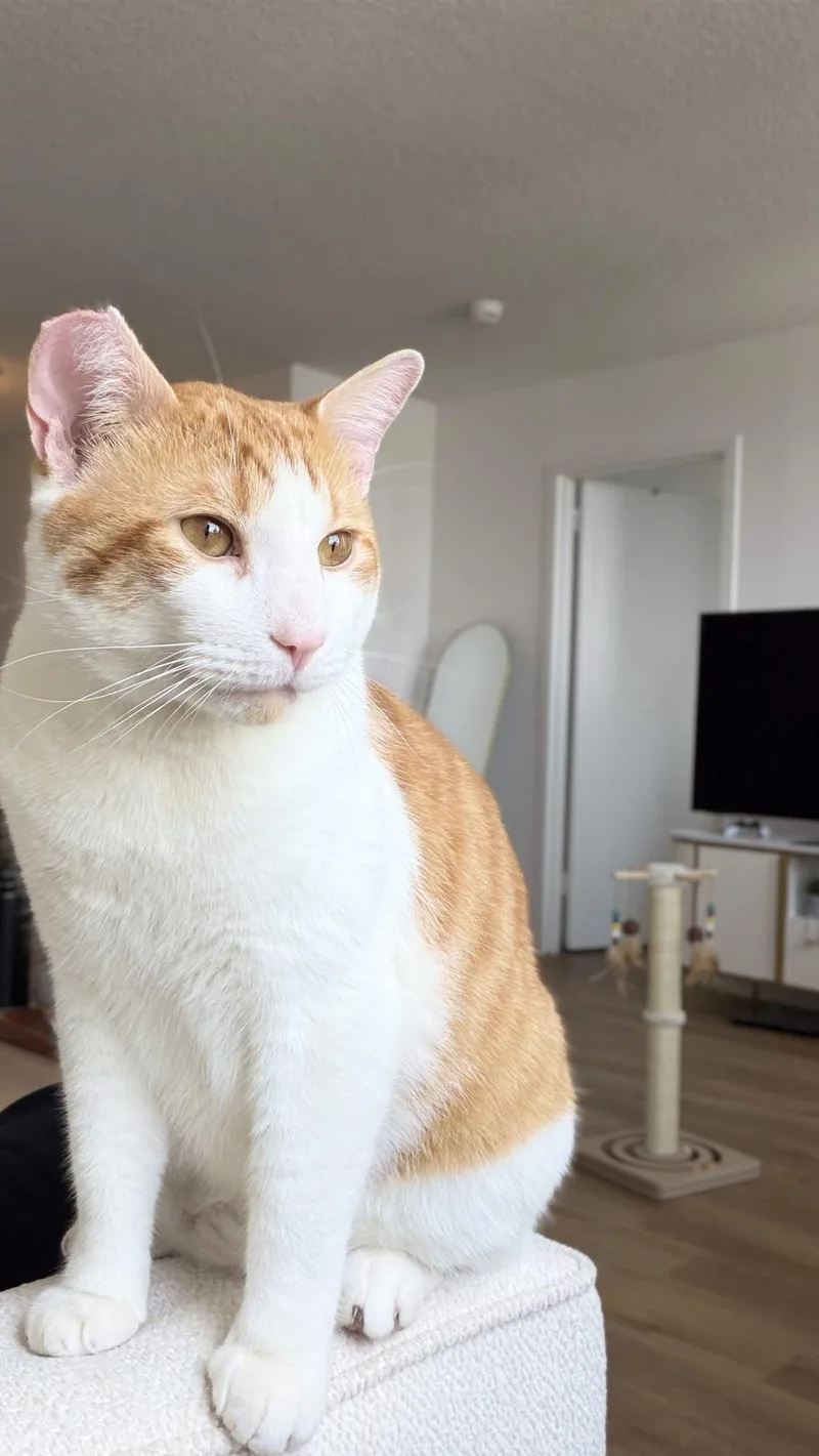 Mango thumbnail 4