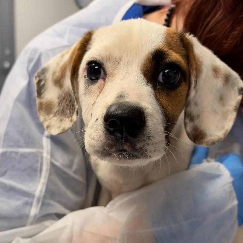 A baby small-sized female Mixed Breed dog named Alice for adoption in Greenville, SC