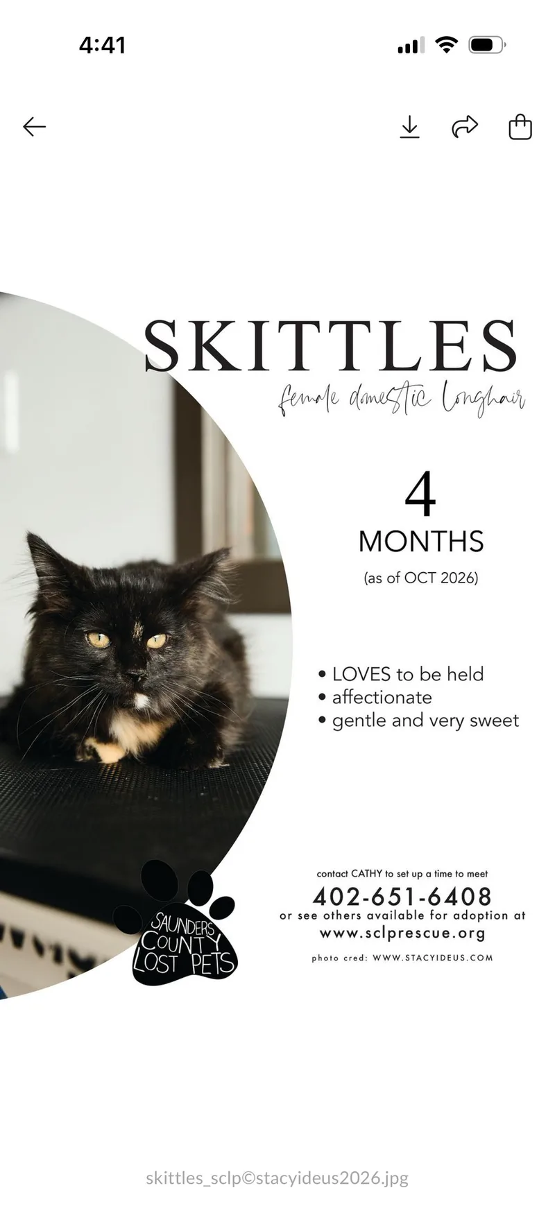 A baby medium-sized female Black Domestic Long Hair cat named Skittles for adoption in Wahoo, NE