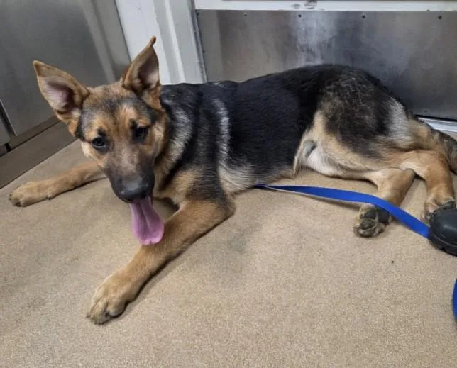 A young small-sized male German Shepherd Dog dog named Sam for adoption in Norco, CA