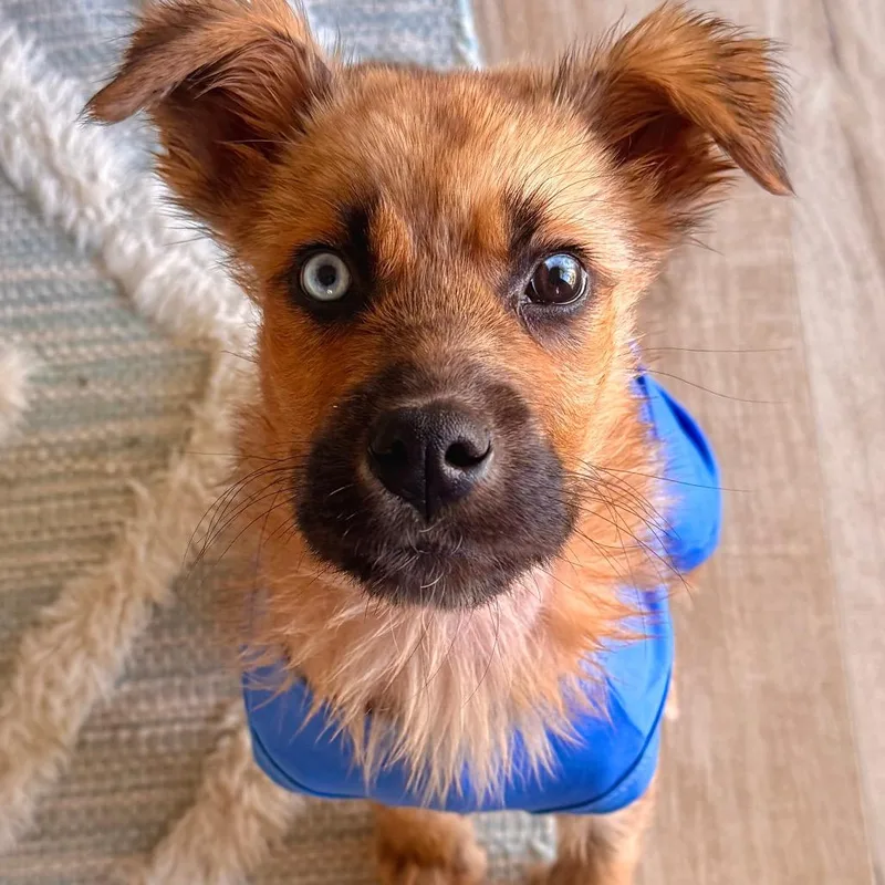 A baby medium-sized male Brown / Chocolate Mixed Breed dog named Briggs for adoption in Buffalo, MN