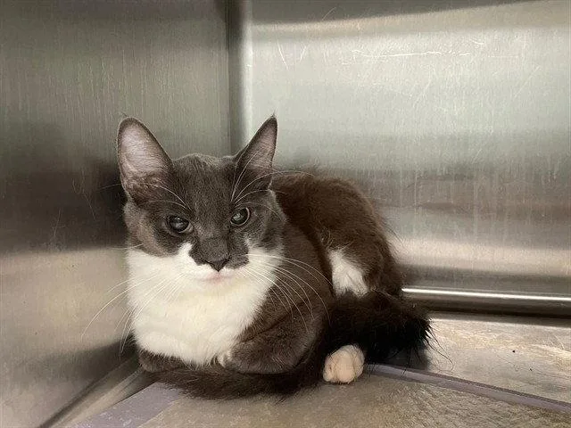 An adult small-sized female Gray / Blue / Silver Domestic Short Hair cat named Cloudy for adoption in Tavares, FL