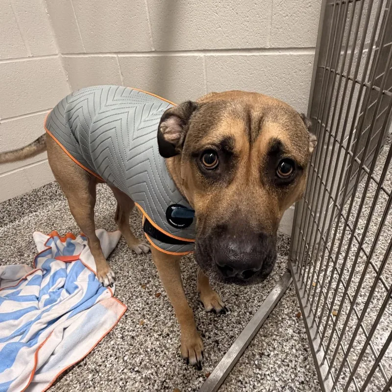 An adult large-sized male Brown / Chocolate Labrador Retriever dog named Arty for adoption in Morganton, NC