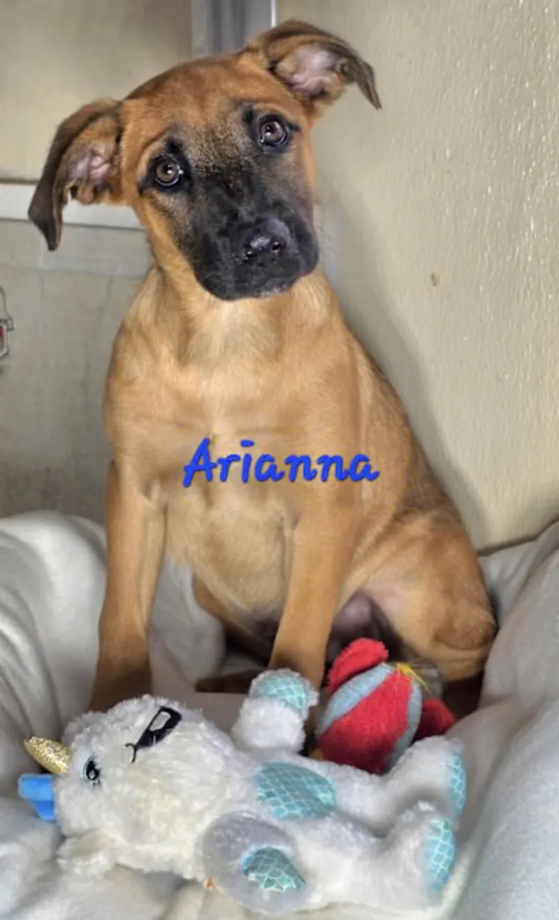 A baby medium-sized female White / Cream Labrador Retriever dog named Arianna for adoption in Watertown, CT