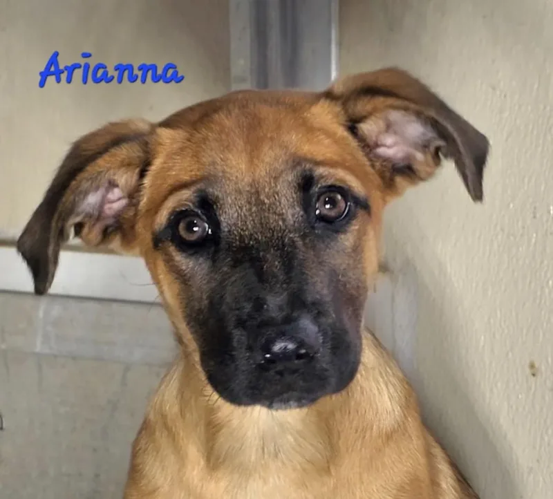 Arianna thumbnail 2