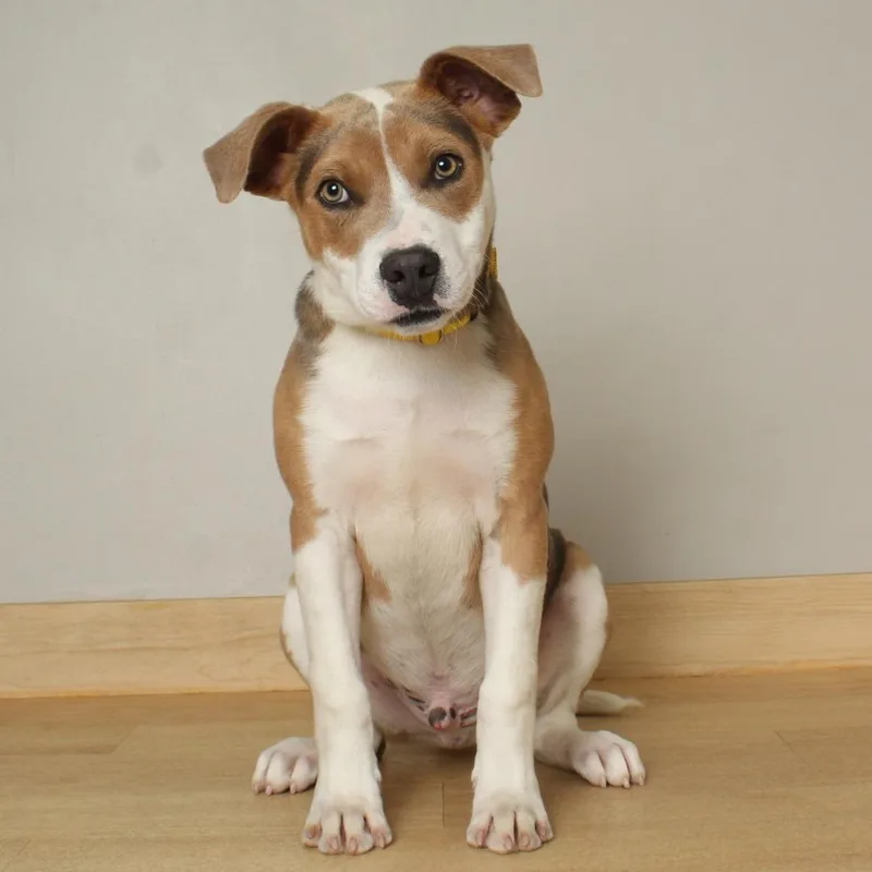 A baby medium-sized male Yellow / Tan / Blond / Fawn Boxer dog named Tygo D for adoption in Minnetonka, MN