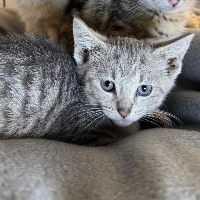 A baby medium-sized female Domestic Short Hair cat named Jolee for adoption in Saginaw, MI