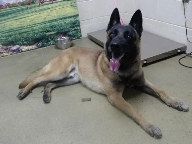 An adult large-sized male Belgian Shepherd / Malinois dog named A for adoption in Moreno Valley, CA