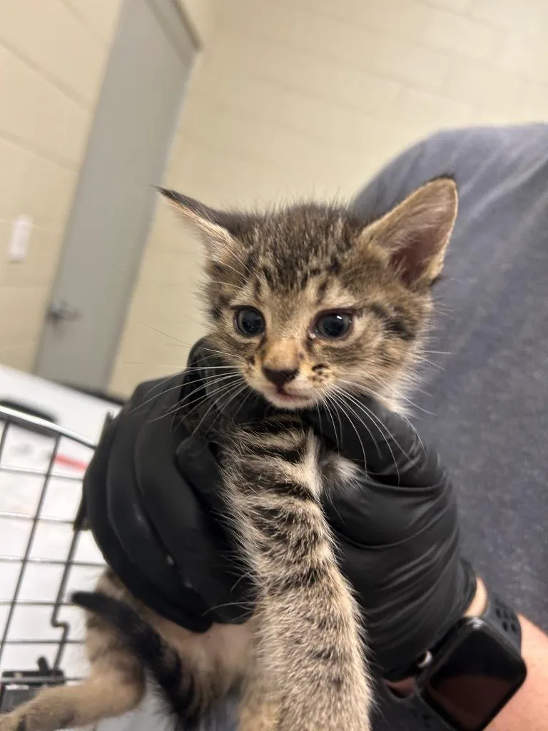 A young small-sized female Domestic Short Hair cat named Copy of for adoption in Winder, GA