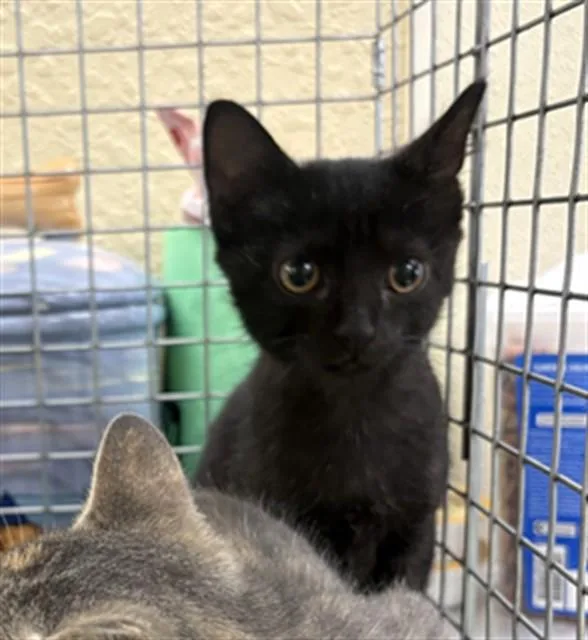 A baby small-sized female Domestic Short Hair cat named Brooke for adoption in Fort Myers, FL