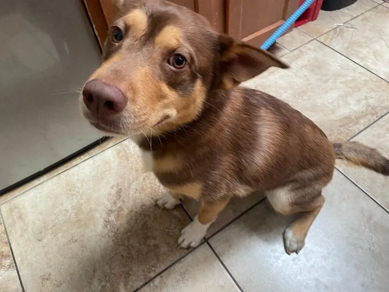 An adult large-sized male Brown / Chocolate Mixed Breed dog named Jelly Jam Baby for adoption in Cincinnati, OH