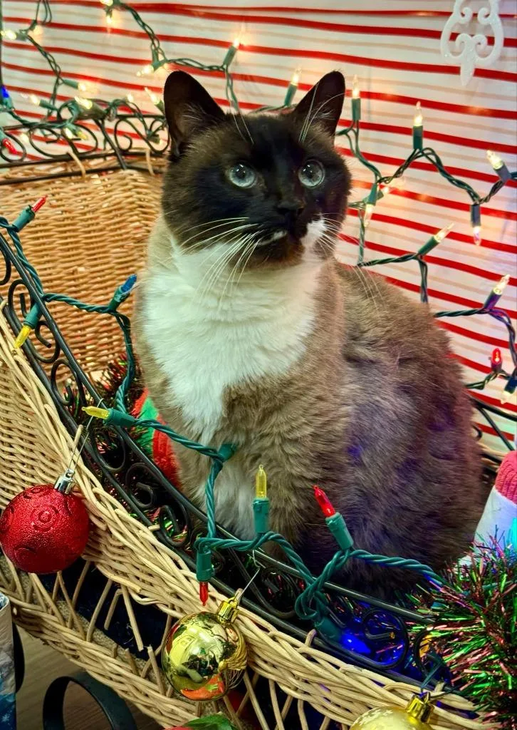 A senior medium-sized female Domestic Short Hair cat named Baby Aka Madame for adoption in Kodiak, AK