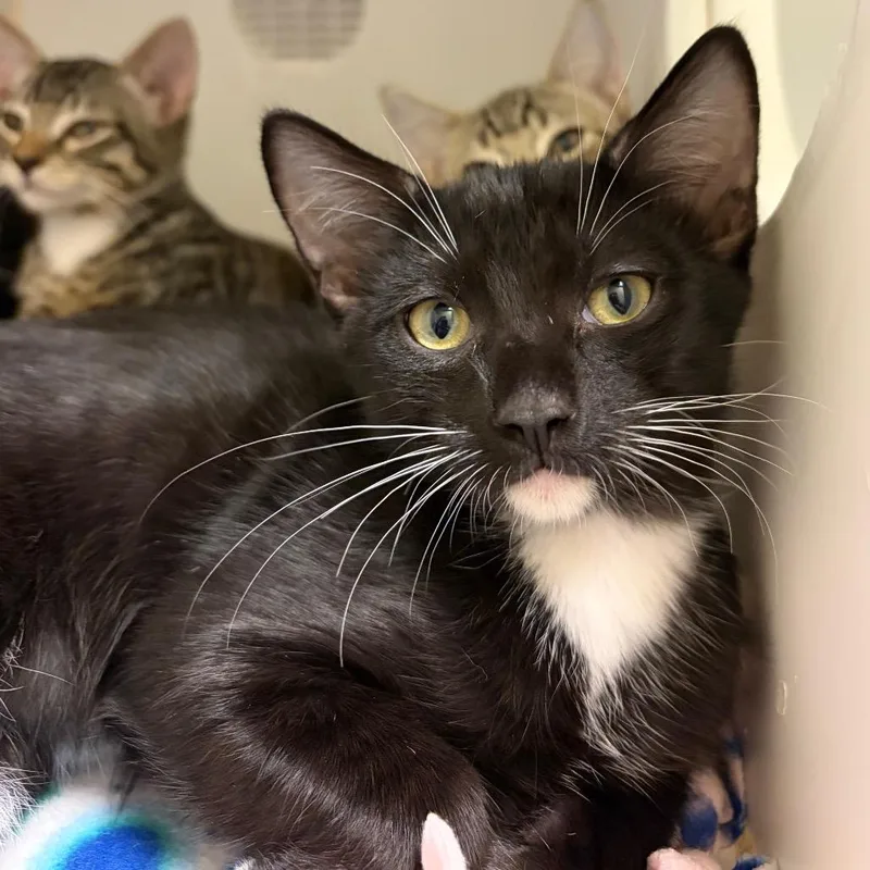 A baby small-sized male Black Domestic Short Hair cat named Pan Dulce for adoption in Woodinville, WA