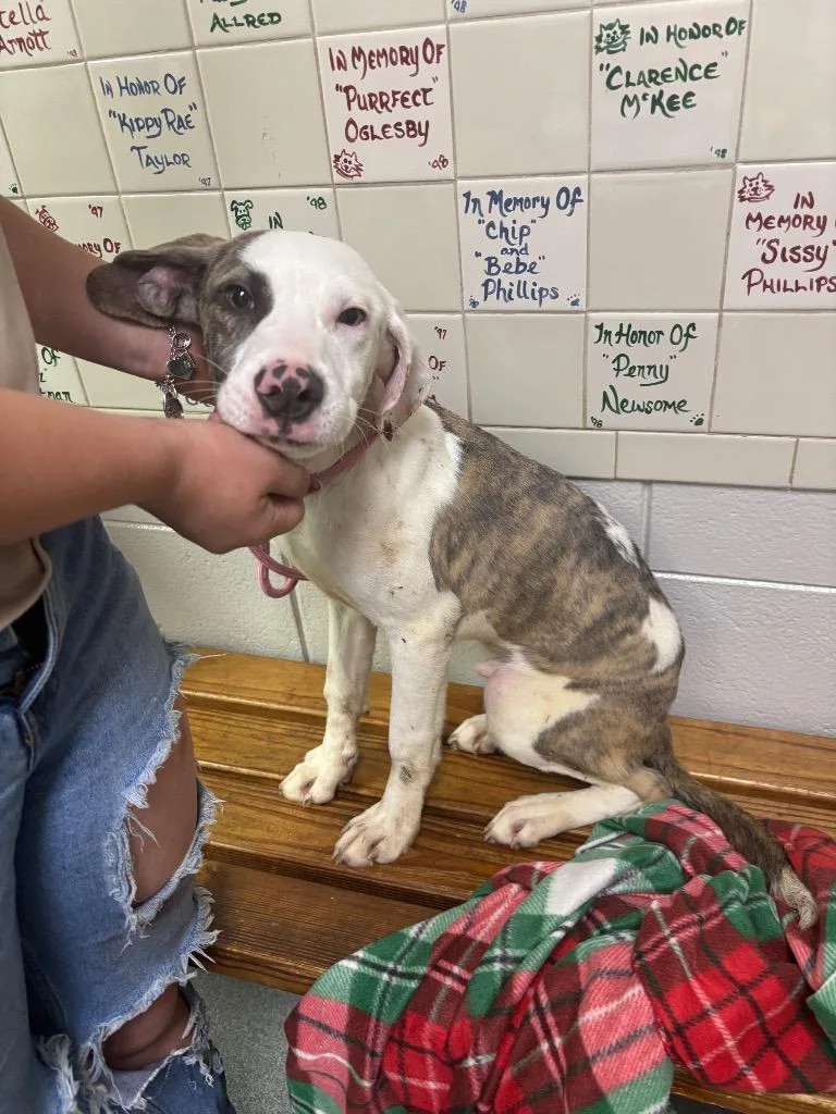 A young medium-sized male Mixed Breed dog named D for adoption in Tifton, GA