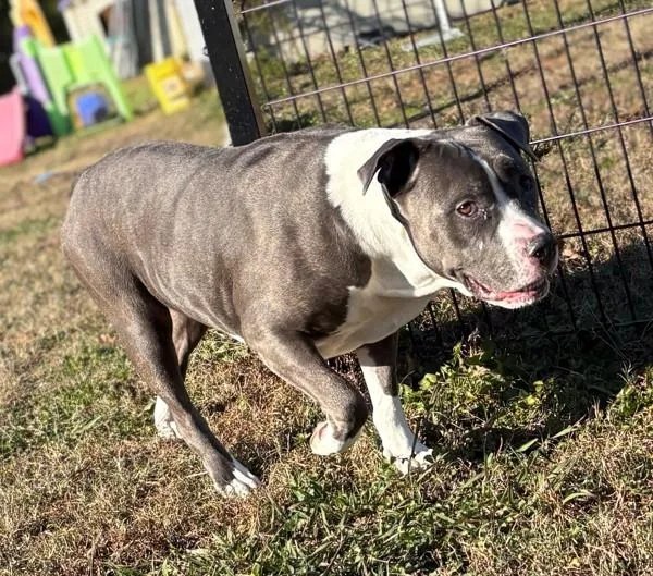An adult extra large-sized female Pit Bull Terrier dog named Haddy for adoption in Virginia Beach, VA