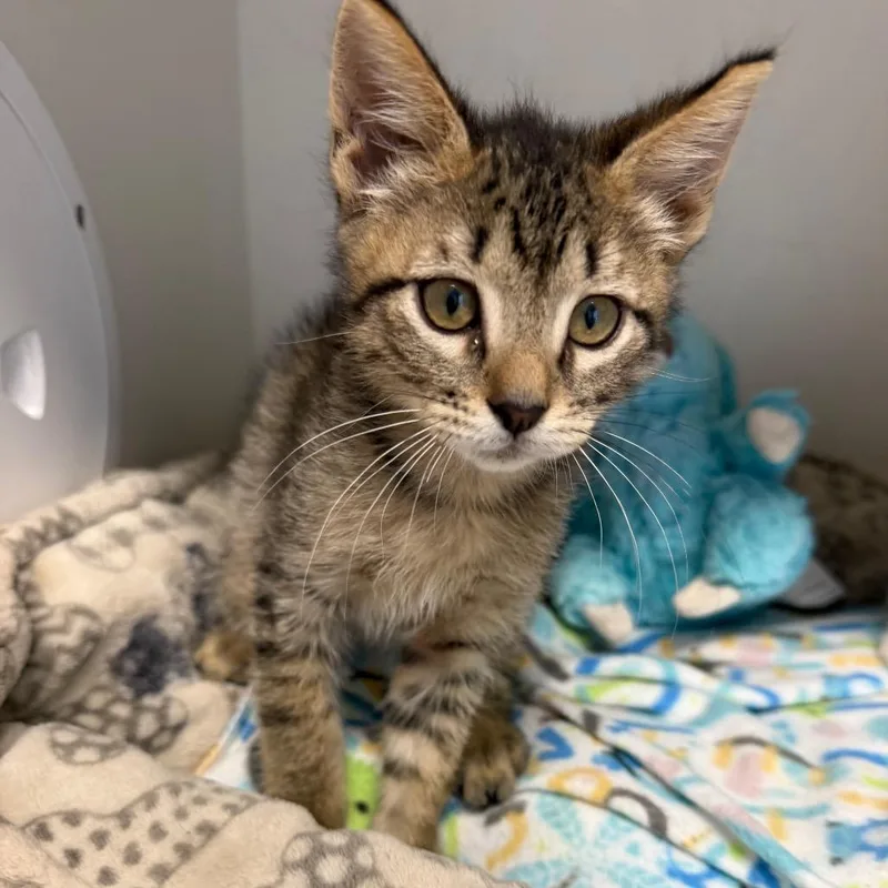 A baby small-sized male Buff / Tan / Fawn Domestic Short Hair cat named Mongo for adoption in Floresville, TX