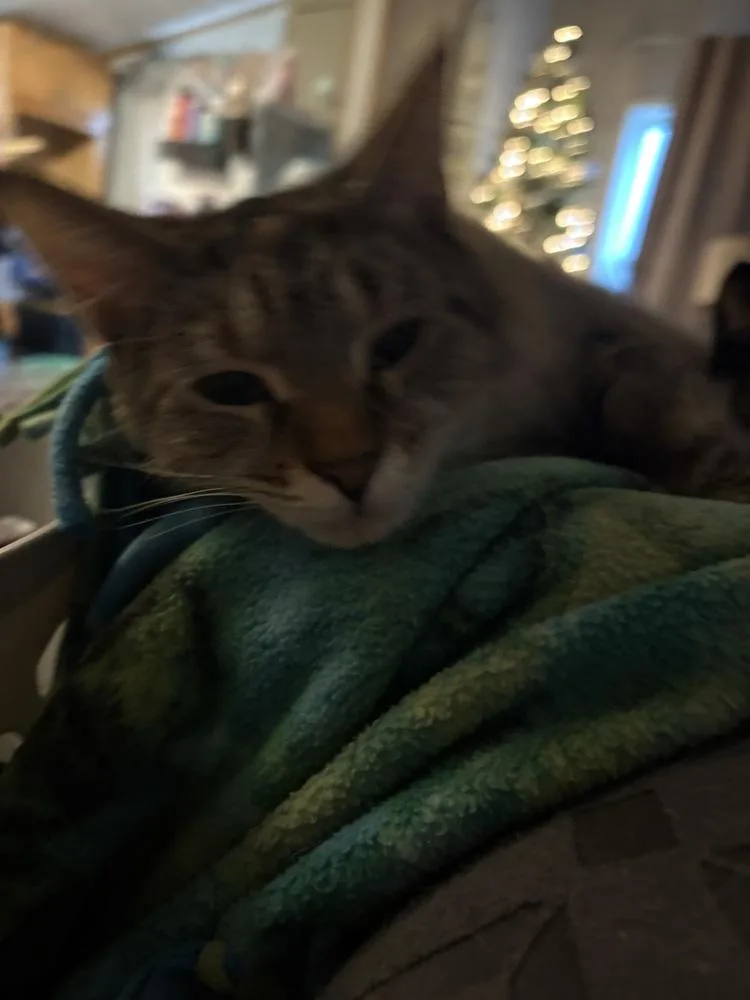 An adult medium-sized female Domestic Short Hair cat named Lucy for adoption in Plymouth, MI