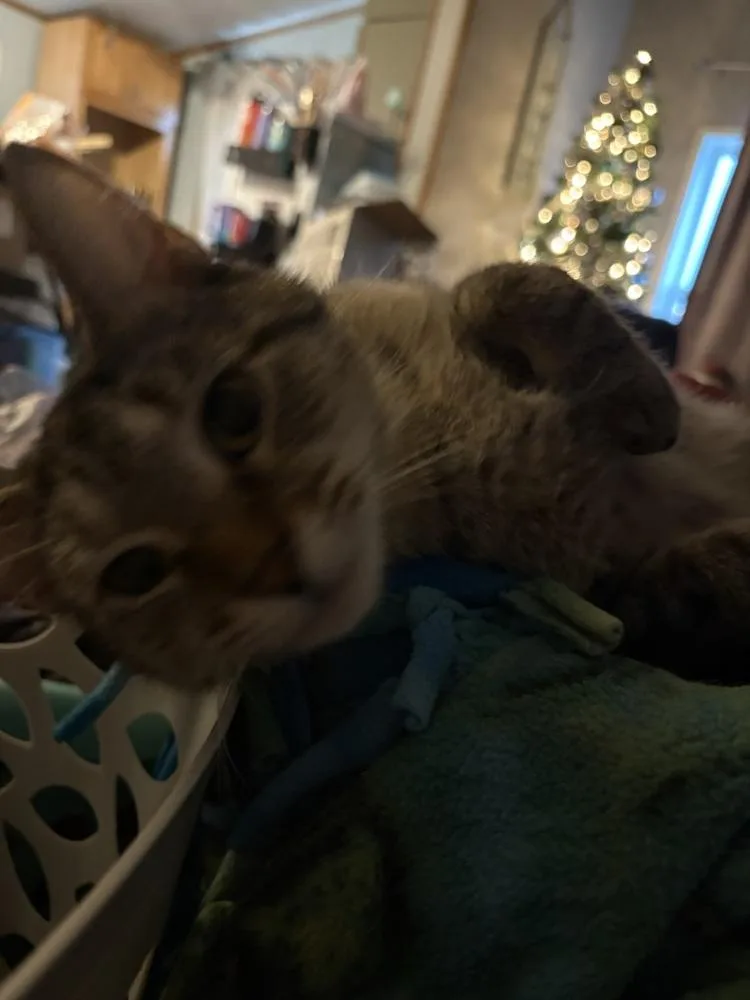 Lucy thumbnail 3