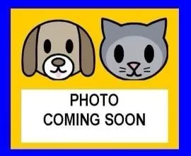 An adult medium-sized male Domestic Short Hair cat named Munchy for adoption in San Antonio, TX