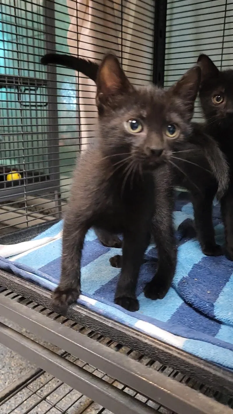 A baby medium-sized female Black Domestic Short Hair cat named Spruce for adoption in Charleston, SC