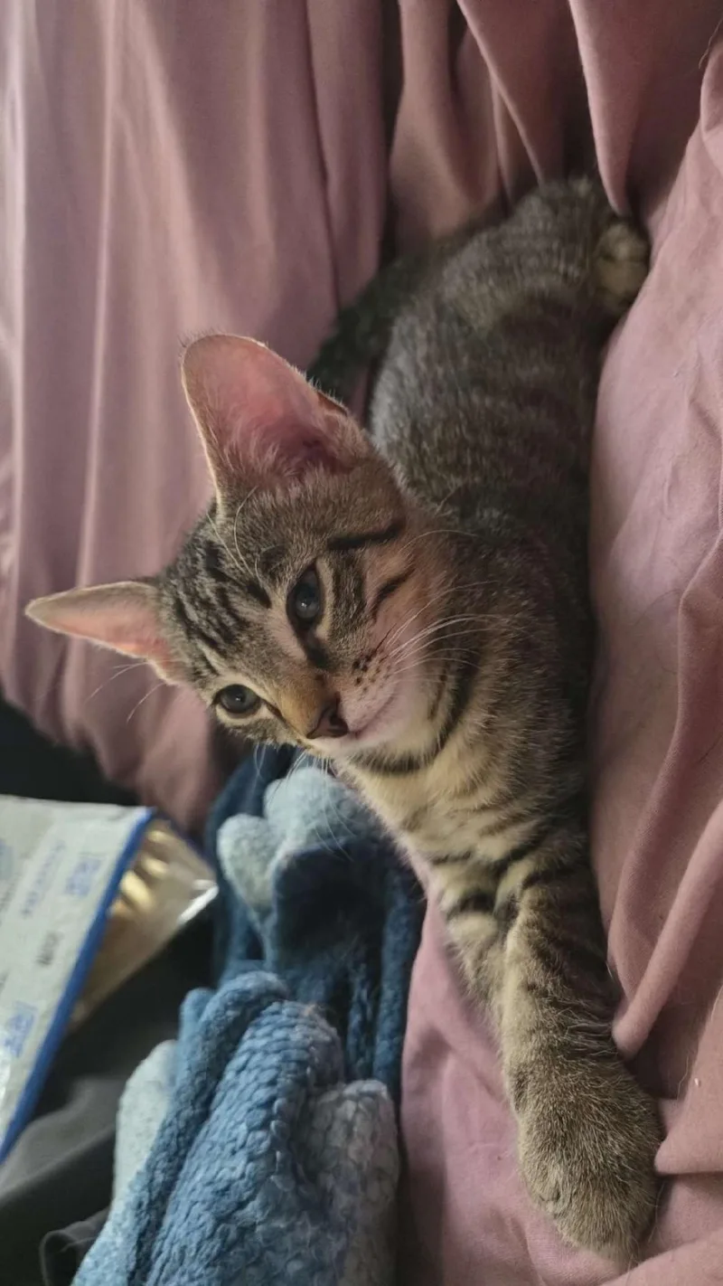 A young medium-sized male Tabby (Gray / Blue / Silver) Domestic Short Hair cat named Demetri and Alastor BONDED for adoption in Mount Vernon, OH
