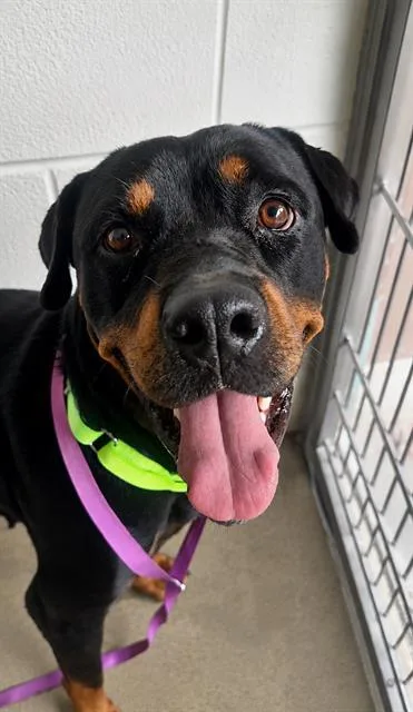 Dora