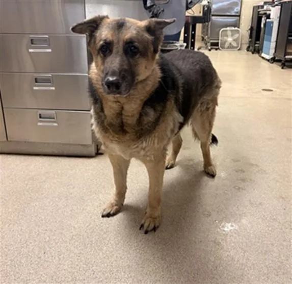 A senior large-sized male German Shepherd Dog dog named Leo for adoption in Riverside, CA