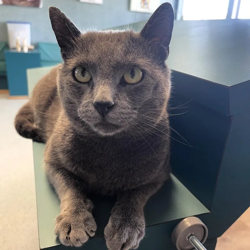 A young medium-sized male Gray / Blue / Silver Russian Blue cat named Robert Downey Jr. for adoption in Shawnee, KS