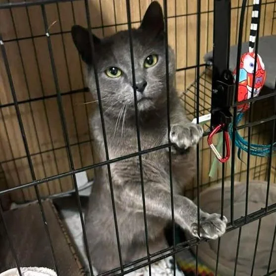 Robert Downey Jr. thumbnail 2