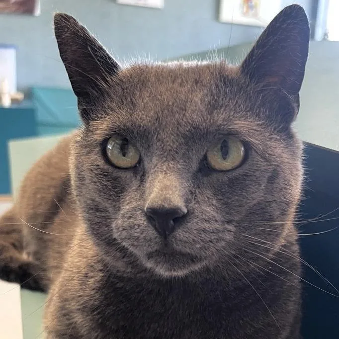 Robert Downey Jr. thumbnail 3