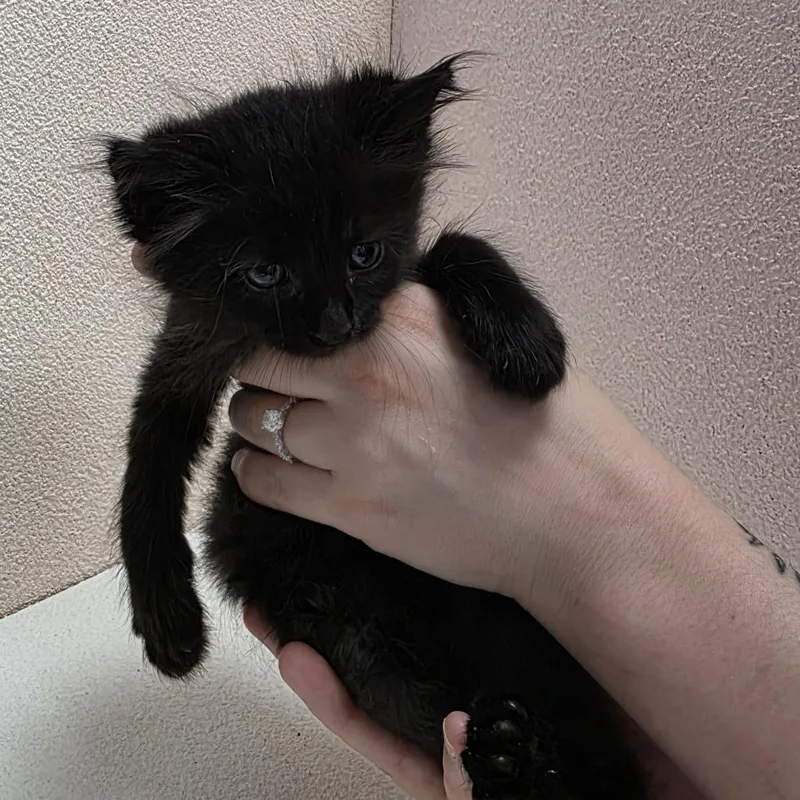 A baby small-sized male Domestic Long Hair cat named Sapphire for adoption in Jupiter, FL