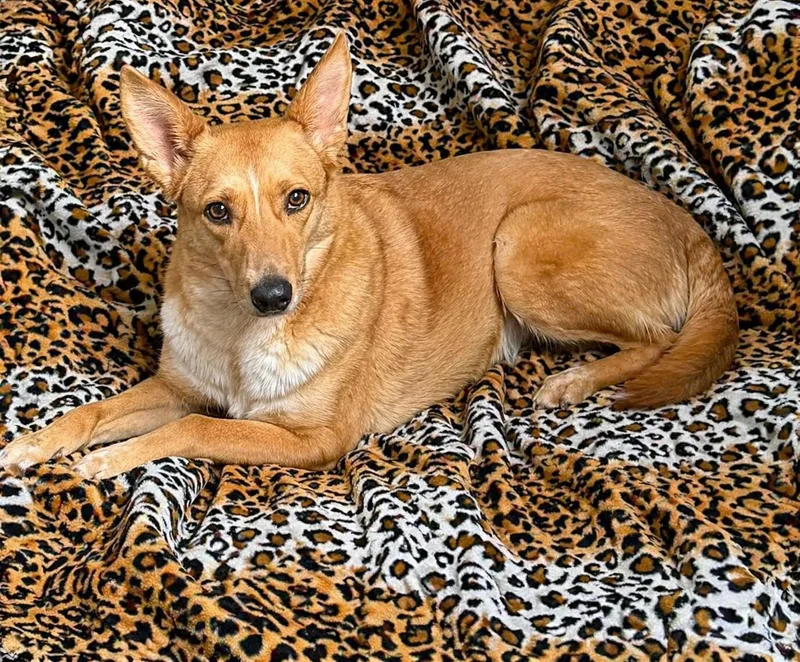 An adult medium-sized female Carolina Dog dog named Sallie Mae for adoption in Atchison, KS
