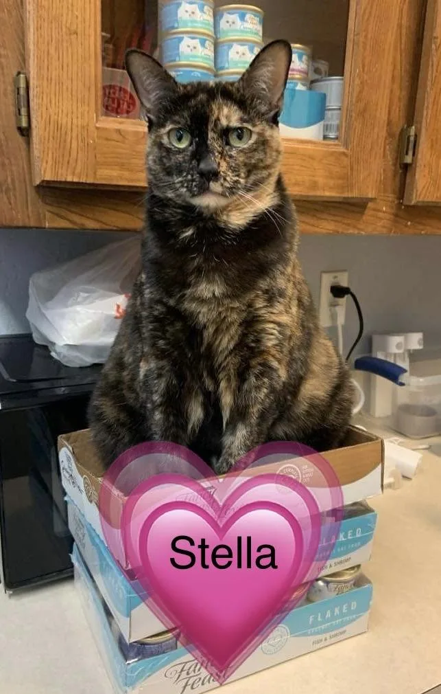 Stella thumbnail 5
