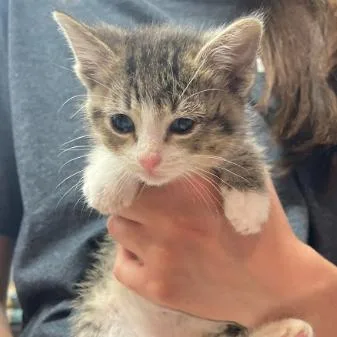 A baby small-sized female Brown / Chocolate Domestic Short Hair cat named Lemonade C for adoption in Princeton, MN