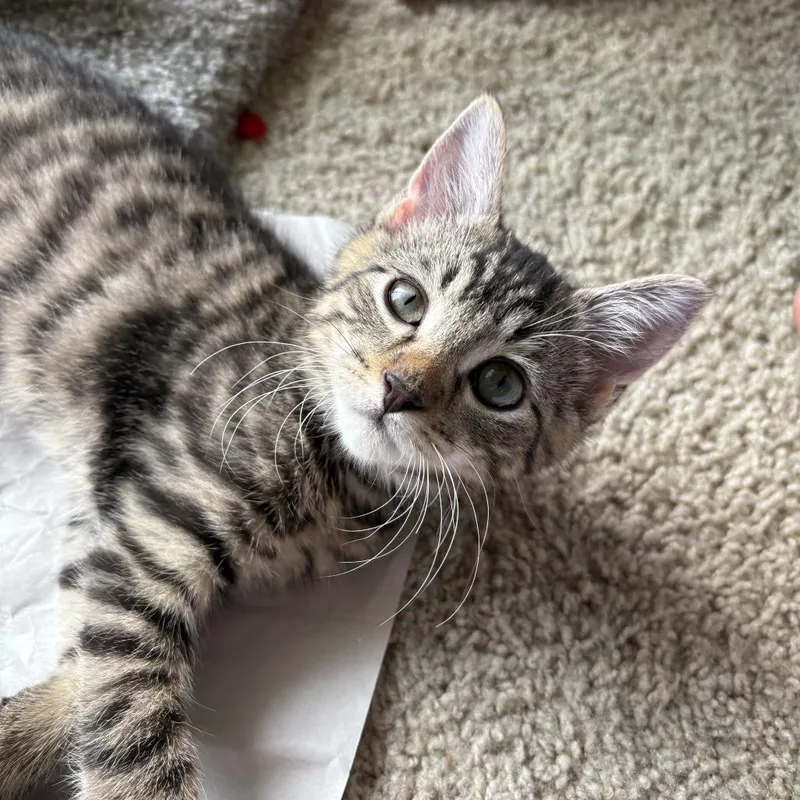 A baby small-sized male Brown / Chocolate Domestic Short Hair cat named Spike for adoption in Durham, NC