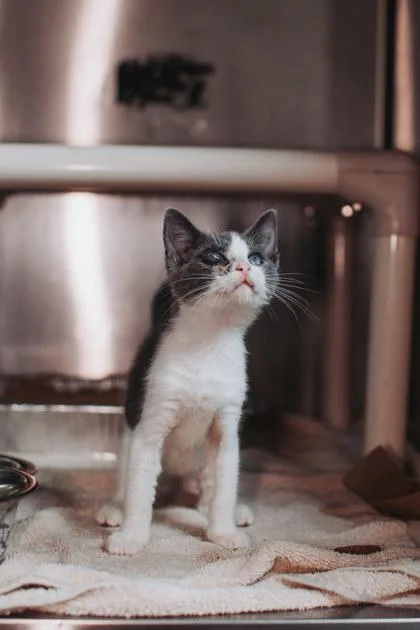 A baby small-sized female Domestic Short Hair cat named A Marla for adoption in North Charleston, SC