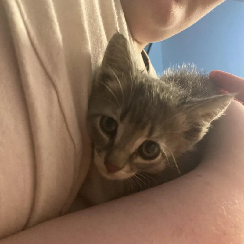 A baby small-sized female Gray / Blue / Silver Domestic Short Hair cat named Moxie for adoption in Rochester, MN