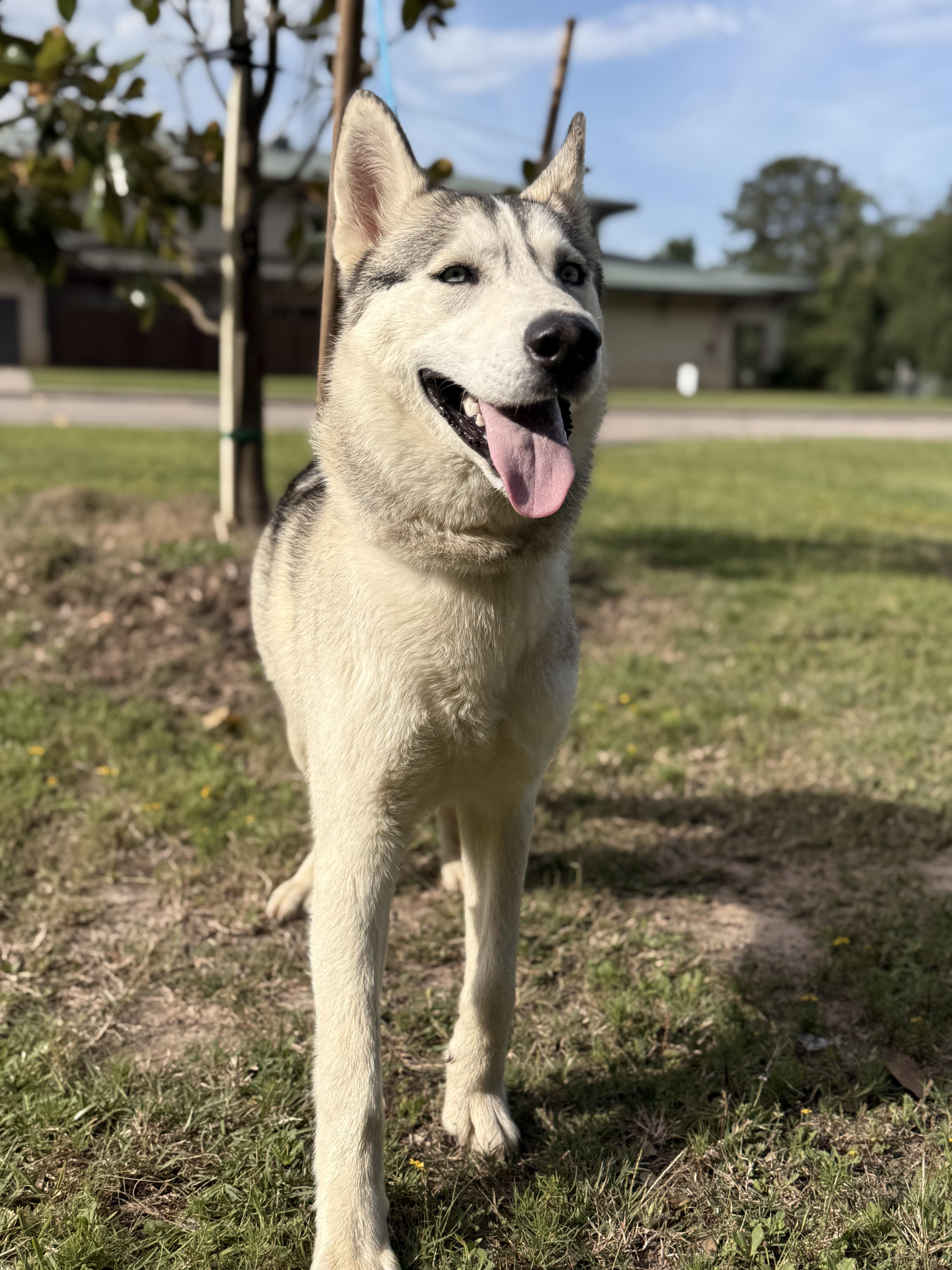 An adult large-sized male Husky dog named Denali for adoption in Houston, TX