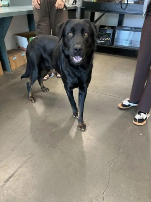 A young large-sized male Labrador Retriever dog named Solo Vino for adoption in Chatsworth, CA