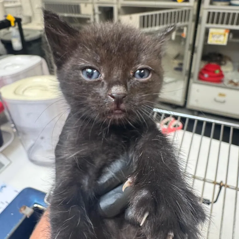 A baby small-sized female Black Domestic Short Hair cat named Ms. Biscuits for adoption in Grantsville, UT