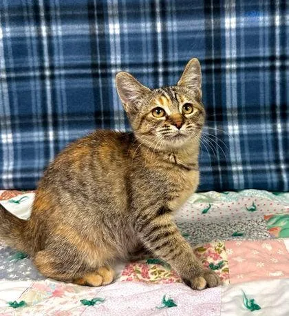A baby small-sized female Domestic Short Hair cat named Kombucha for adoption in Visalia, CA